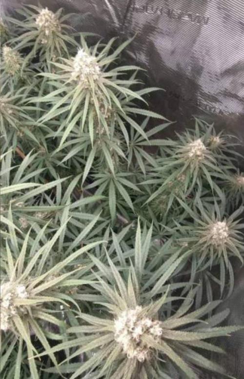 BlueDream - Humboldt. Week 13