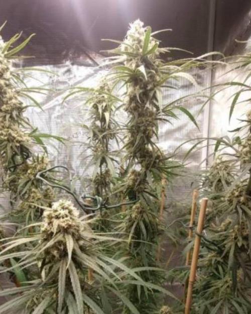 BlueDream - Humboldt. Week 13