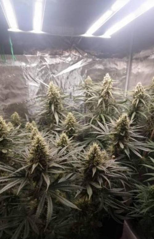 BlueDream - Humboldt. Week 13
