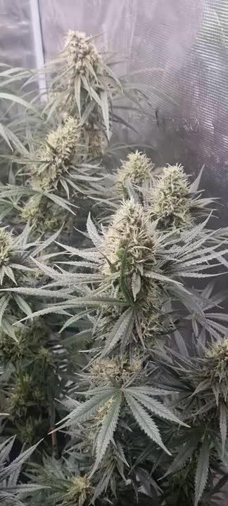 BlueDream - Humboldt