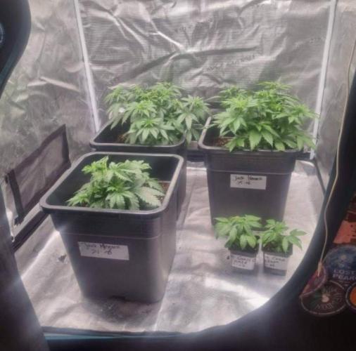 JackHerrer - GreenHouseSeed. Week 4