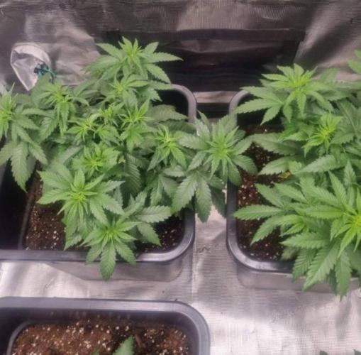JackHerrer - GreenHouseSeed. Week 4