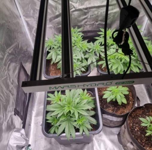 JackHerrer - GreenHouseSeed. Week 4