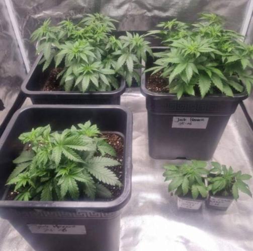 Jack Herer. Week 4