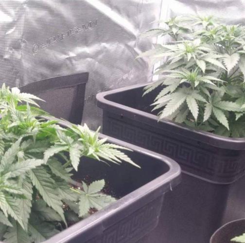 JackHerrer - GreenHouseSeed. Week 5