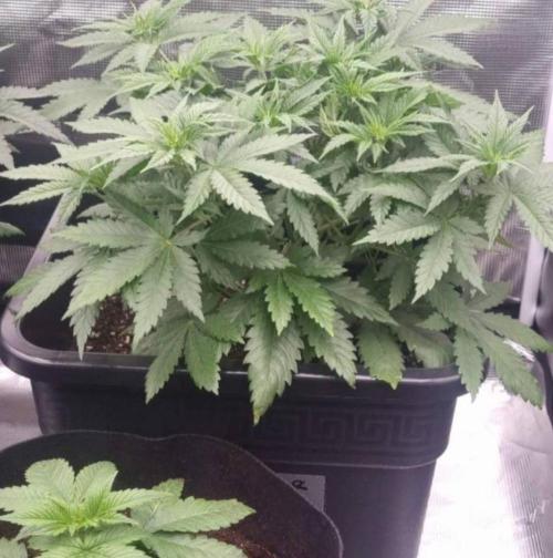 JackHerrer - GreenHouseSeed. Week 5