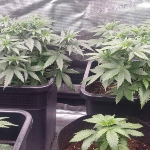 JackHerrer - GreenHouseSeed. Week 5