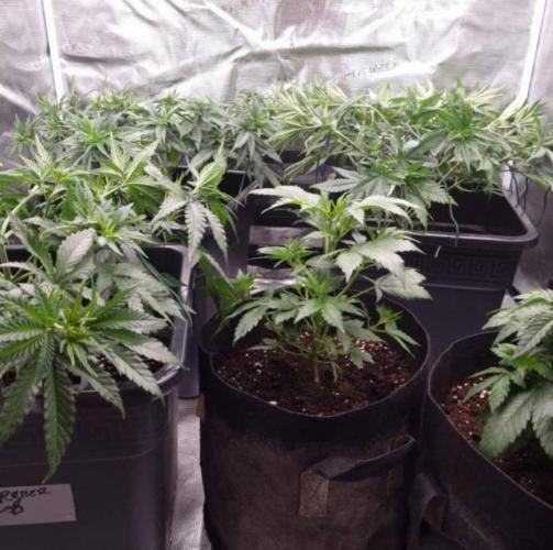JackHerrer - GreenHouseSeed. Week 5