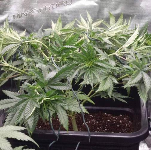 JackHerrer - GreenHouseSeed. Week 5