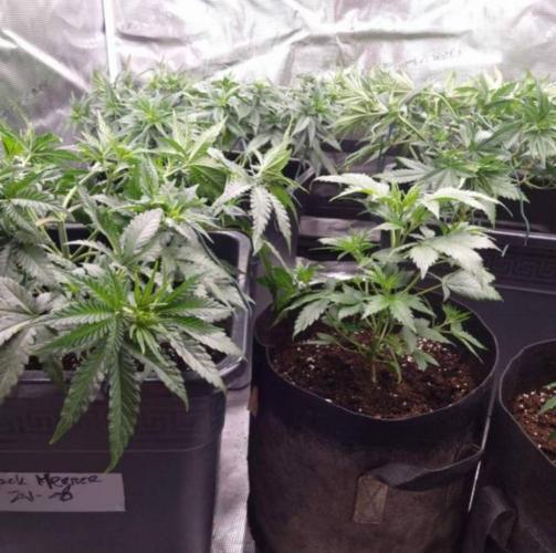 Jack Herer. Week 5