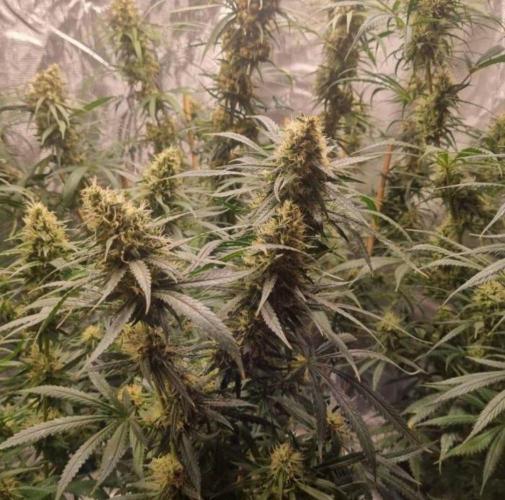 BlueDream - Humboldt. Week 14