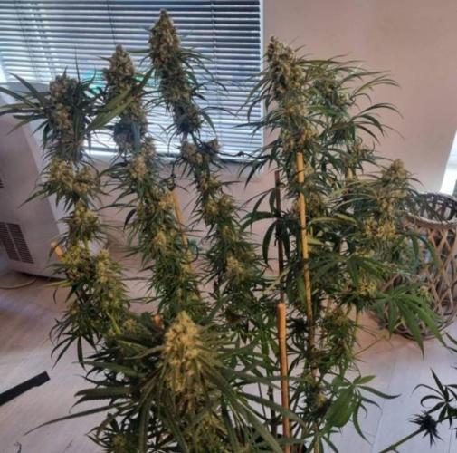 BlueDream - Humboldt. Week 14