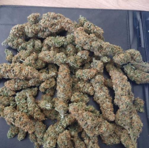 BlueDream - Humboldt. Week 15
