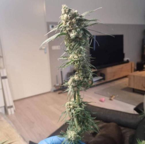 BlueDream - Humboldt. Week 15
