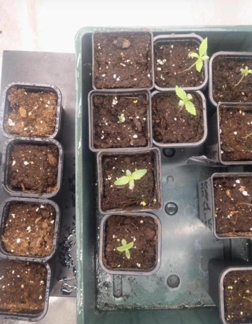 NoriCake - GreenHouseSeed. Week 1