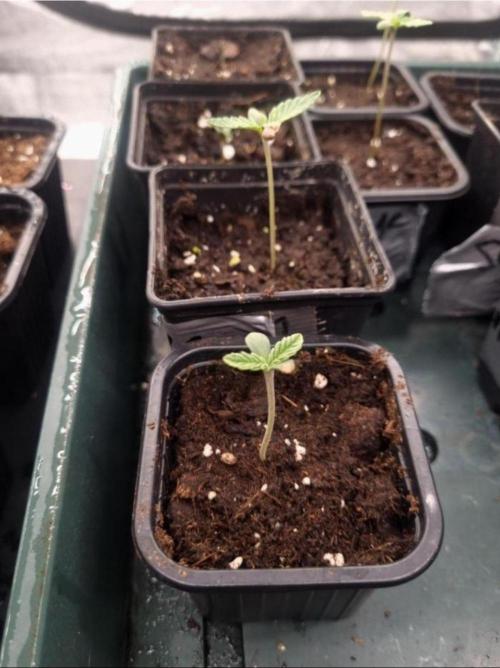 NoriCake - GreenHouseSeed. Week 1