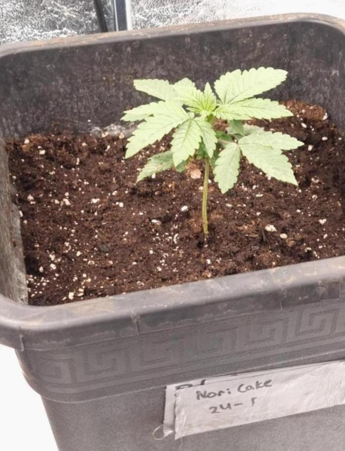 NoriCake - GreenHouseSeed. Week 2