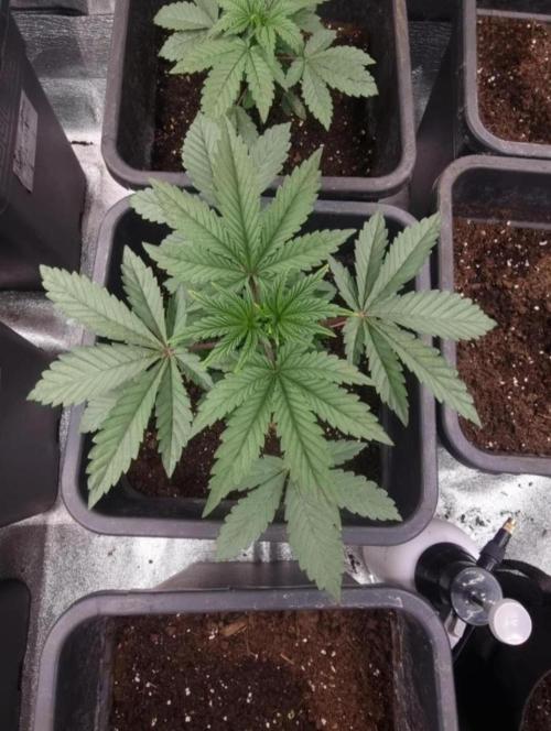 NoriCake - GreenHouseSeed. Week 3