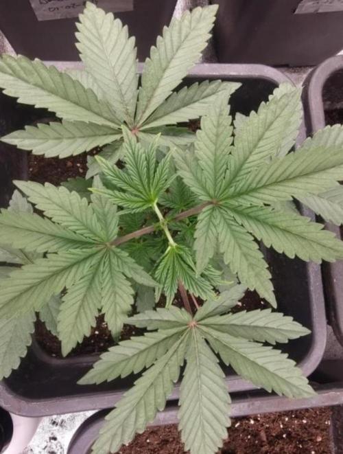 NoriCake - GreenHouseSeed. Week 3