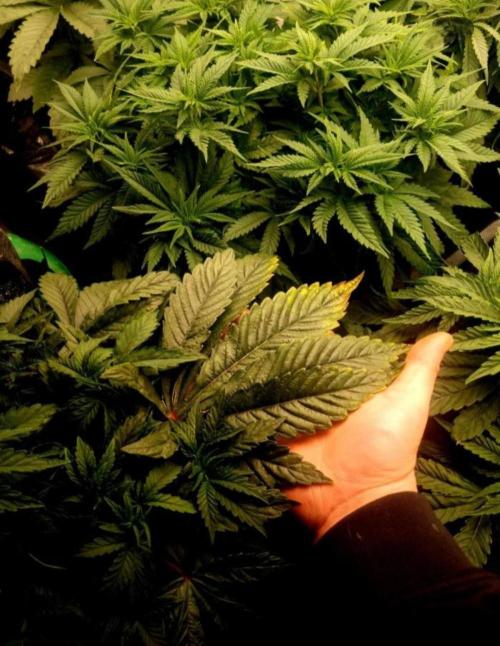 NoriCake - GreenHouseSeed. Week 4