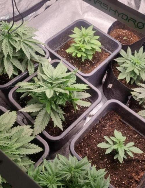 NoriCake - GreenHouseSeed. Week 4