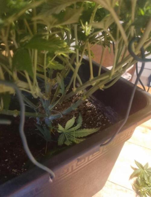 NoriCake - GreenHouseSeed. Week 5