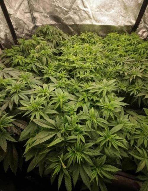 NoriCake - GreenHouseSeed. Week 5
