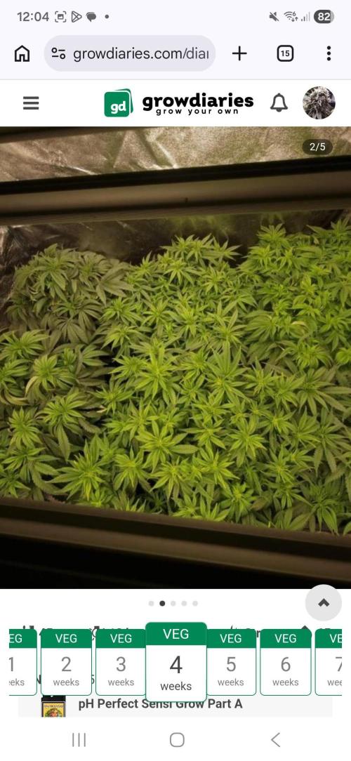 NoriCake - GreenHouseSeed. Week 5