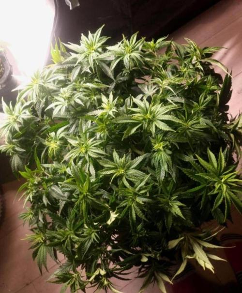 NoriCake - GreenHouseSeed. Week 5