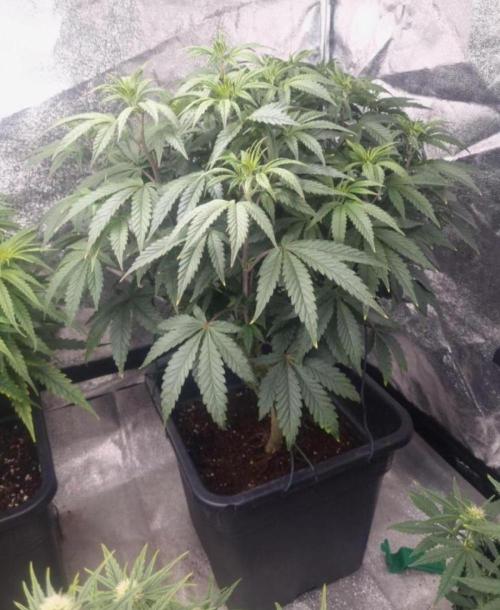 NoriCake - GreenHouseSeed. Week 6