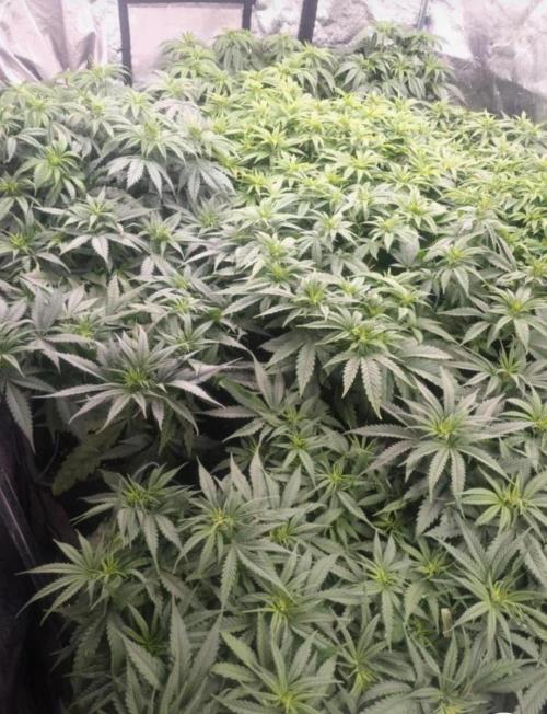 NoriCake - GreenHouseSeed. Week 6