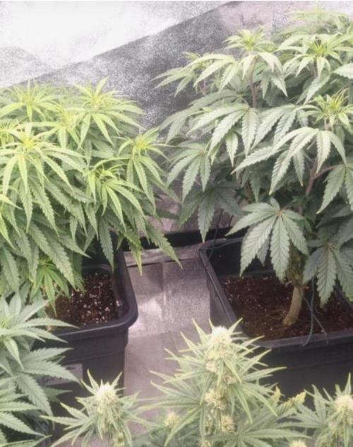 NoriCake - GreenHouseSeed. Week 6