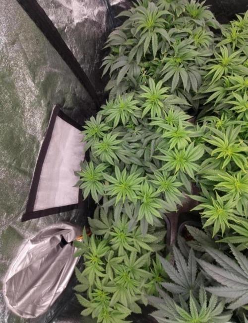 Nori Cake. Week 6