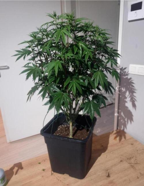 NoriCake - GreenHouseSeed. Week 7