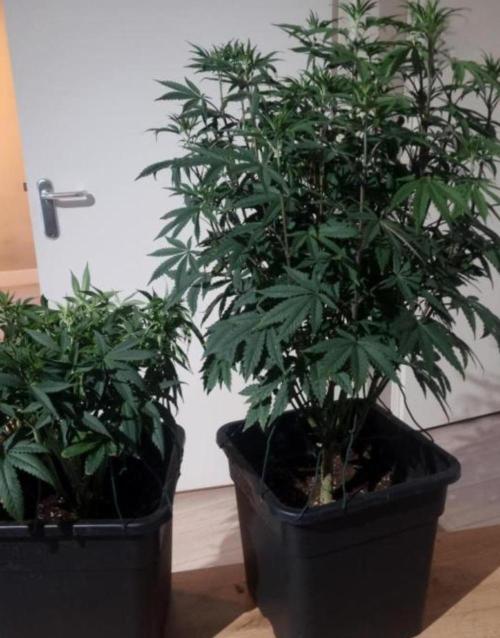 NoriCake - GreenHouseSeed. Week 7