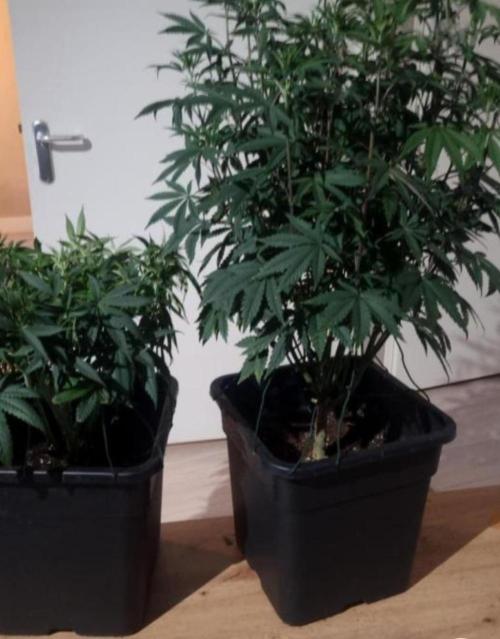 NoriCake - GreenHouseSeed. Week 7