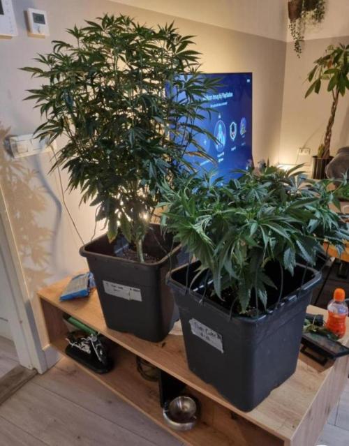 NoriCake - GreenHouseSeed. Week 7