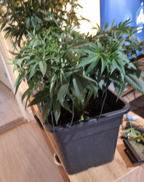 Nori Cake. Week 7
