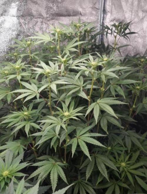 NoriCake - GreenHouseSeed. Week 8