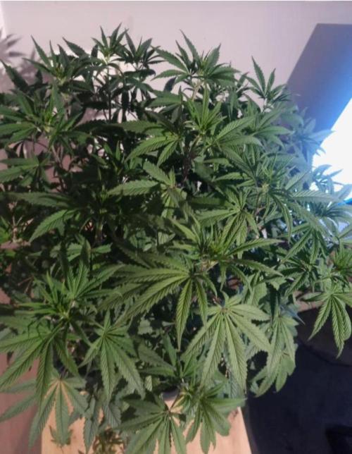 NoriCake - GreenHouseSeed. Week 8