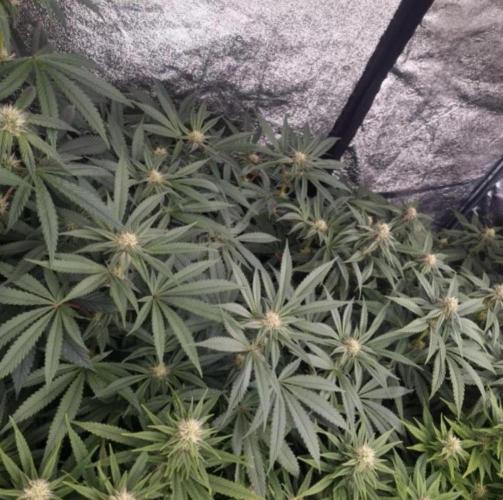 NoriCake - GreenHouseSeed. Week 9