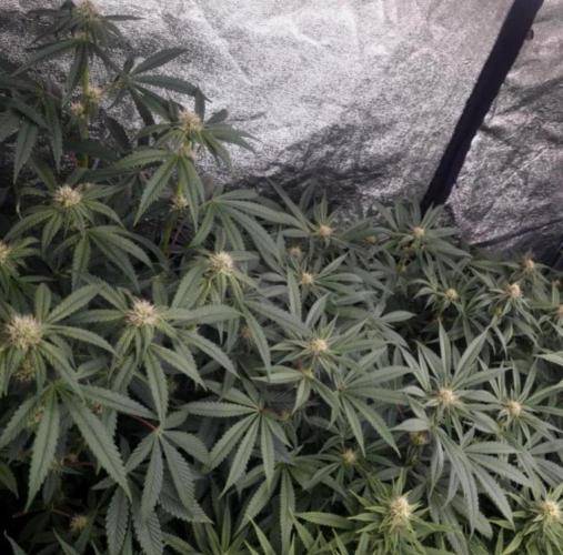 NoriCake - GreenHouseSeed. Week 9