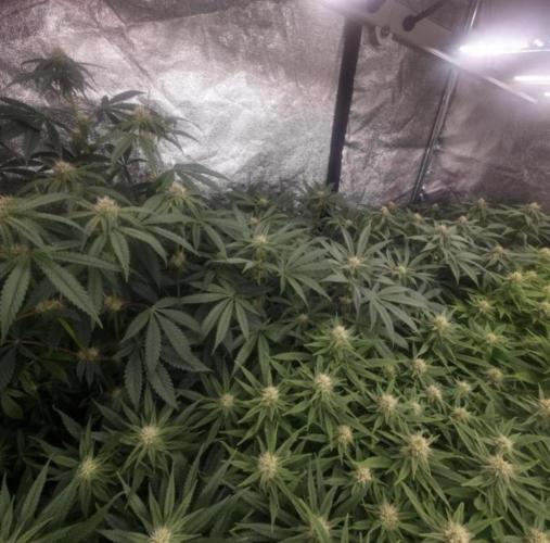 NoriCake - GreenHouseSeed. Week 9