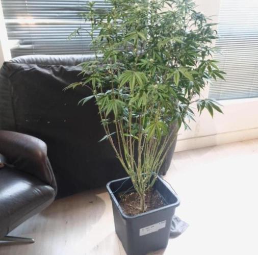 NoriCake - GreenHouseSeed. Week 9