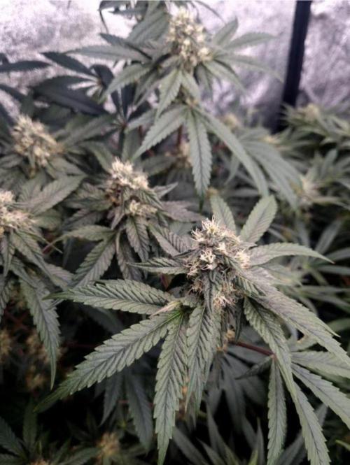 NoriCake - GreenHouseSeed. Week 10