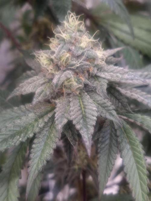 NoriCake - GreenHouseSeed. Week 11