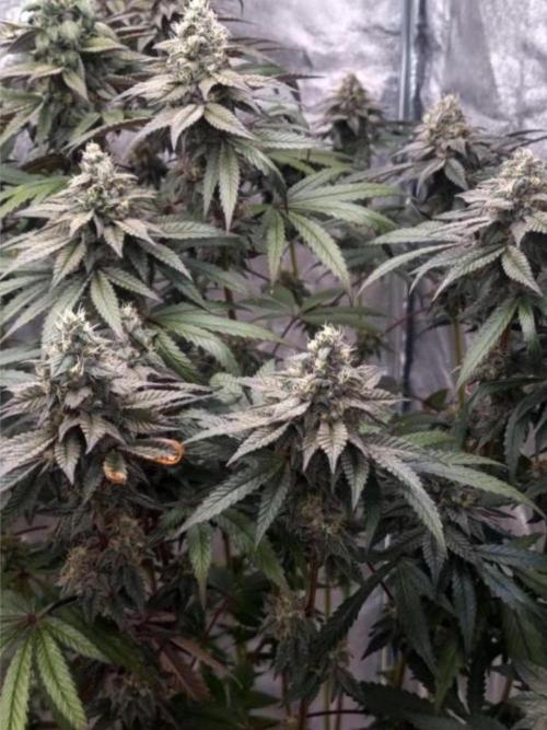 NoriCake - GreenHouseSeed. Week 11