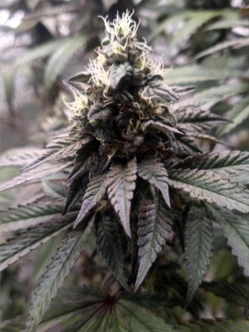NoriCake - GreenHouseSeed. Week 11