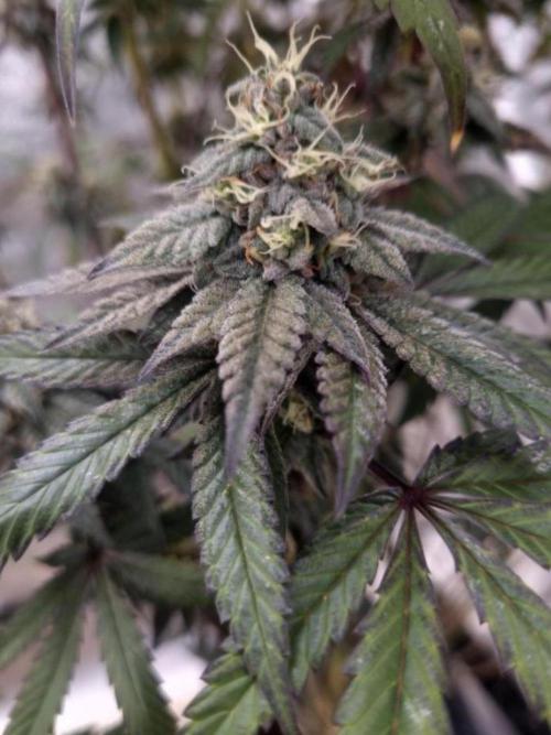 NoriCake - GreenHouseSeed. Week 11