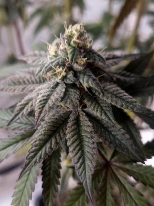 NoriCake - GreenHouseSeed. Week 11
